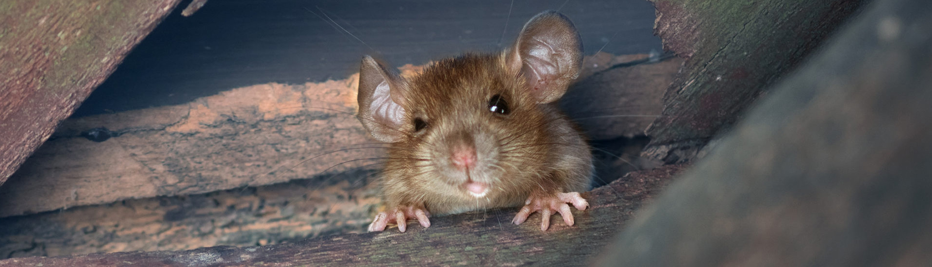 Commercial Pest Contol 2